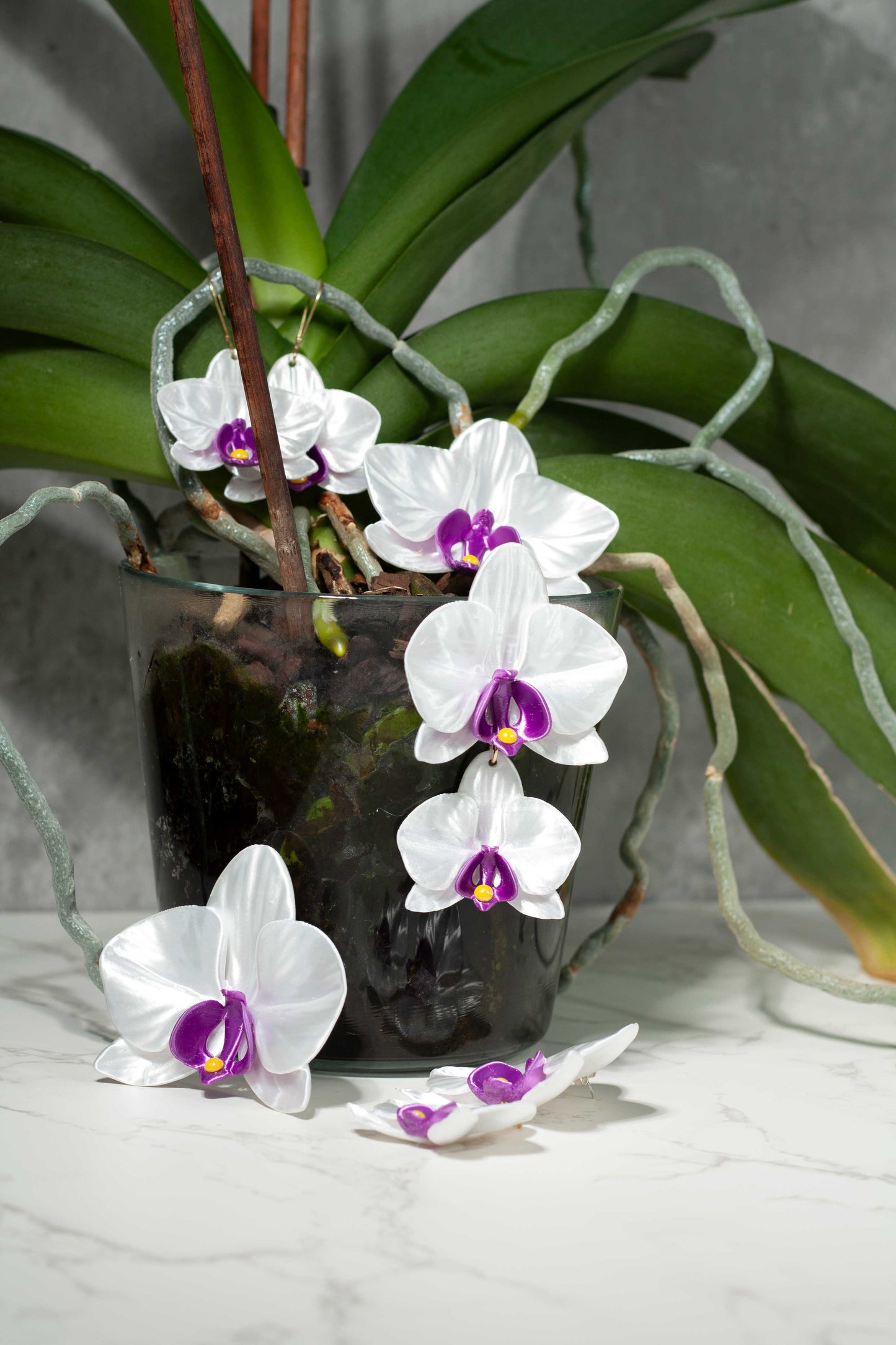 Orchis Phalaenopsis Blanca