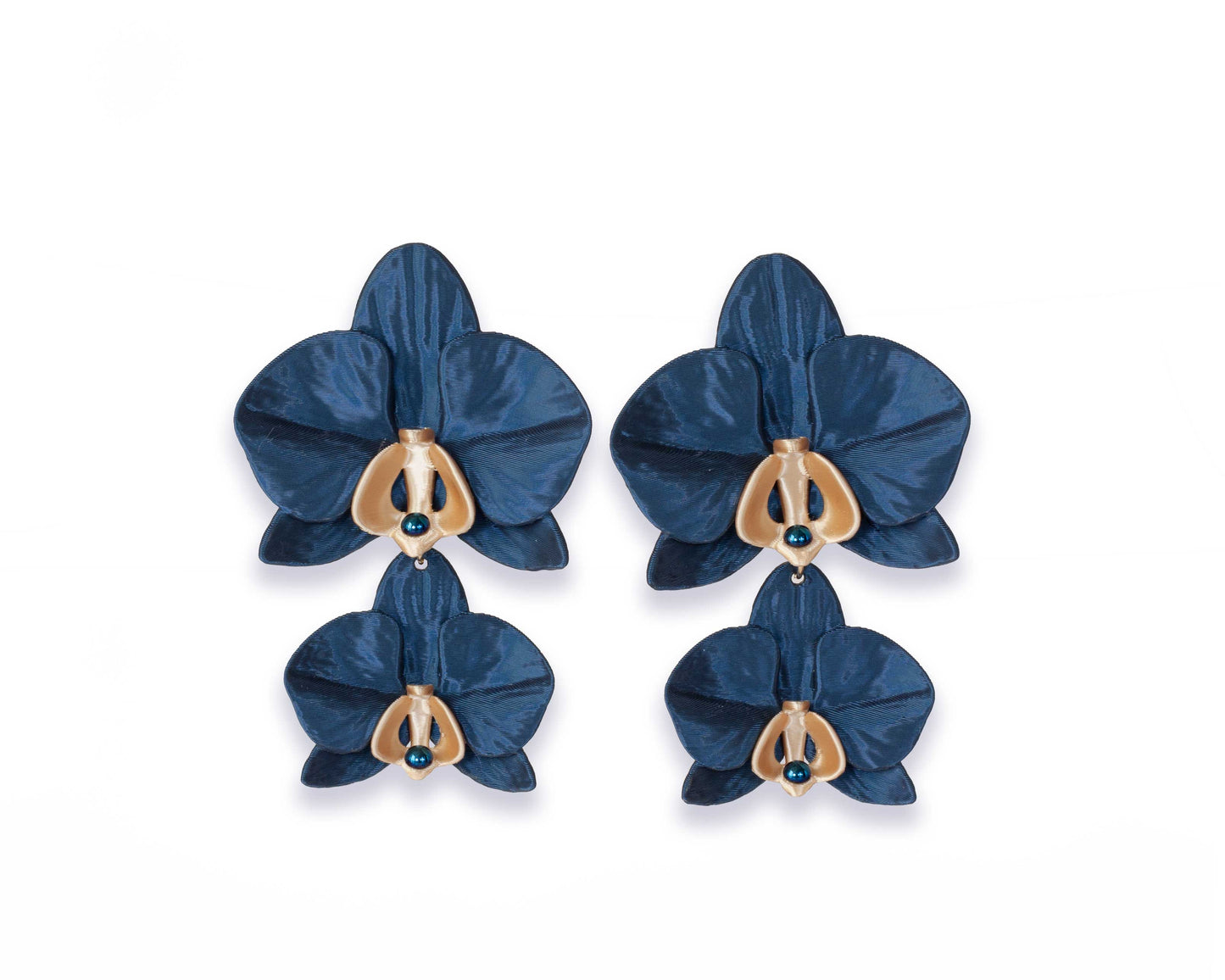 Phalaenopsis Gemina Azul Noche