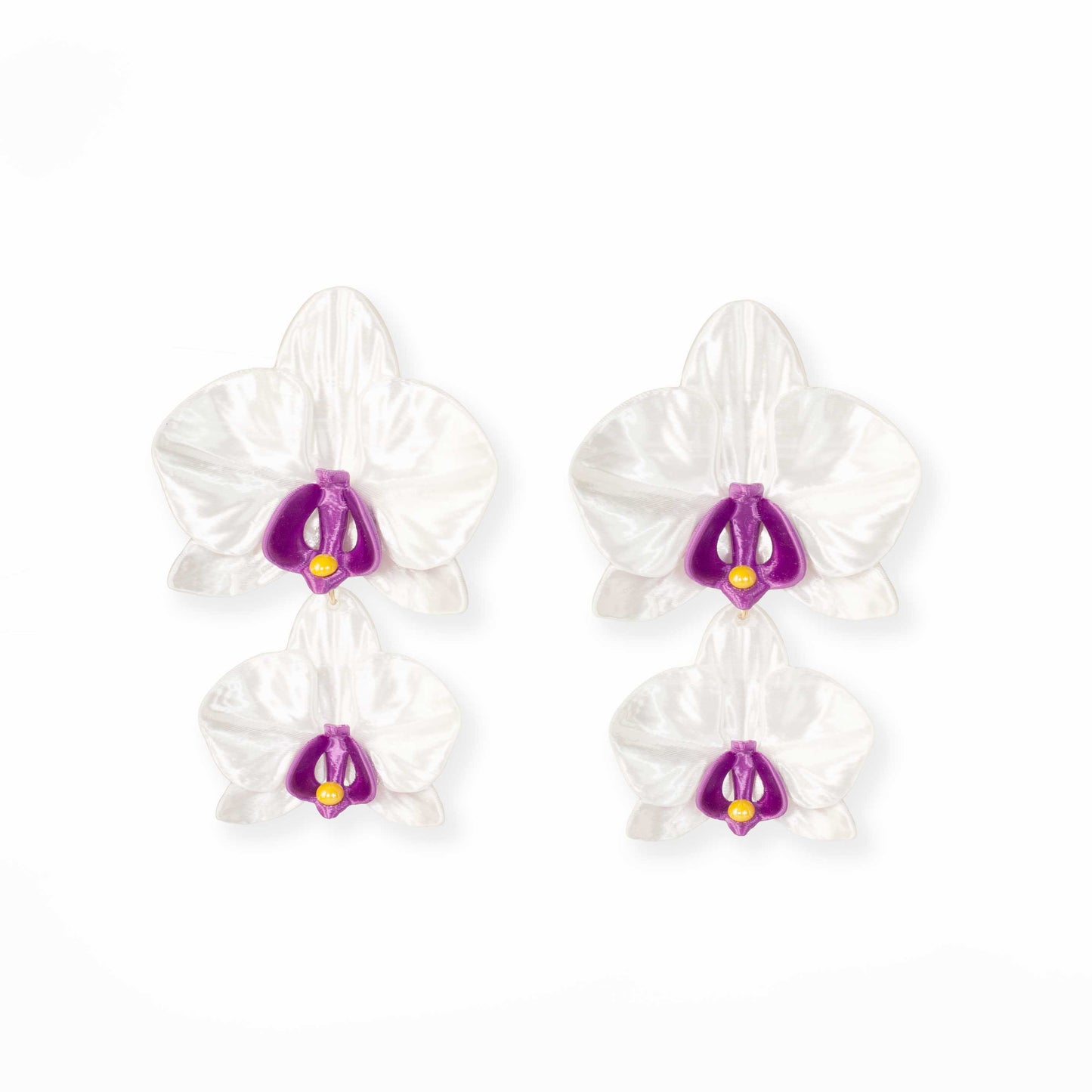 Phalaenopsis Gemina Blanca