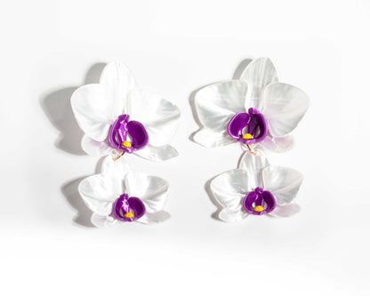 Phalaenopsis Gemina Blanca