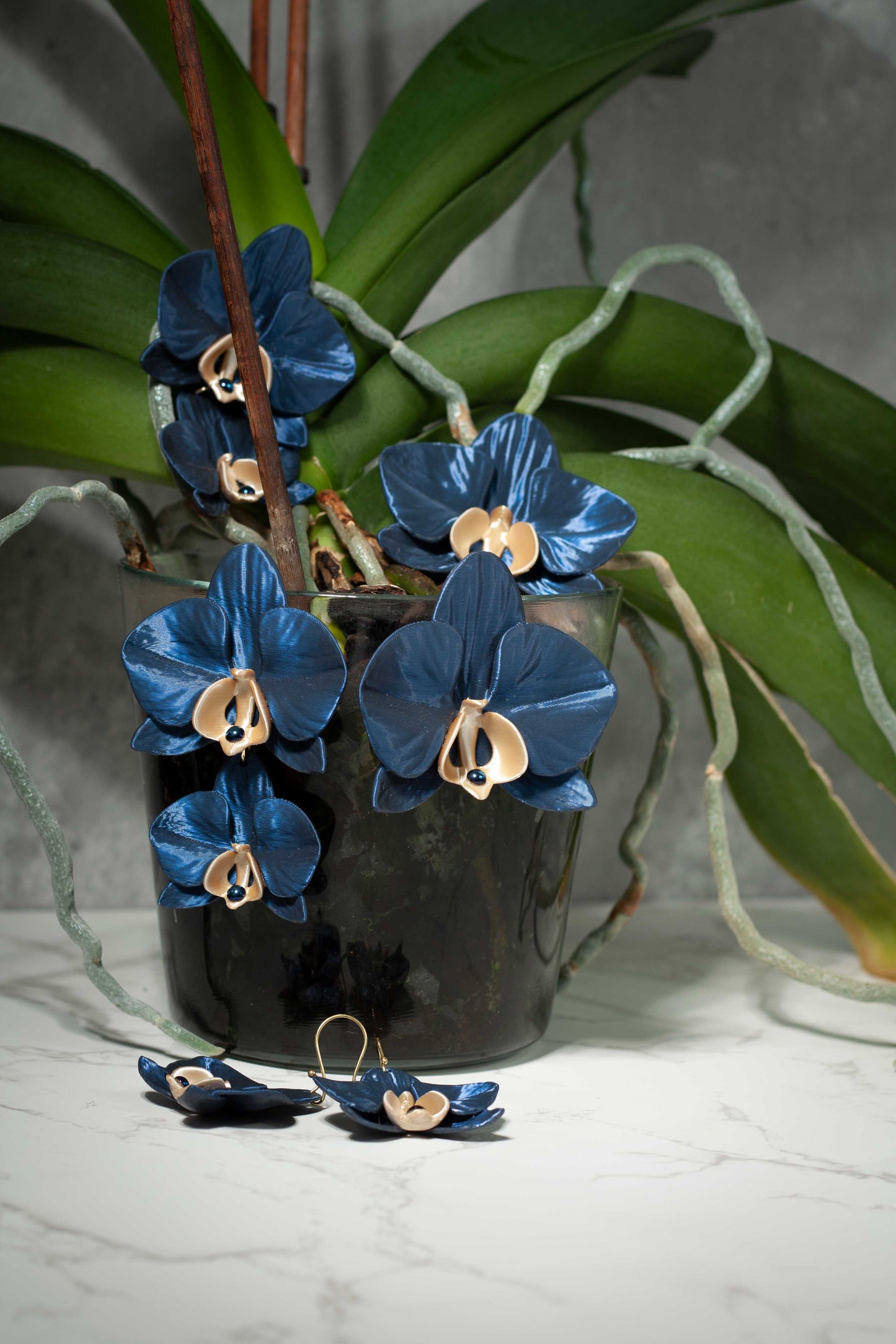 Orchis Phalaenopsis Azul Noche